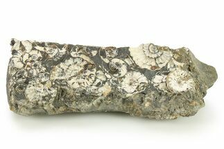 Ammonite (Promicroceras) Cluster - Marston Magna, England #281986