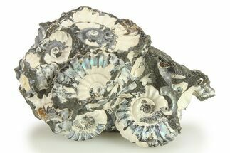 Ammonite (Promicroceras) Cluster - Marston Magna, England #281992