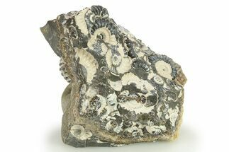 Ammonite (Promicroceras) Cluster - Marston Magna, England #281994