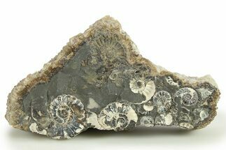 Ammonite (Promicroceras) Cluster - Marston Magna, England #282012