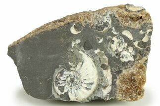 Ammonite (Promicroceras) Cluster - Marston Magna, England #282014