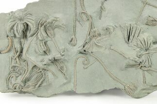 Spectacular Crinoid (Glyptocrinus) Plate - Maysville, Kentucky #282168