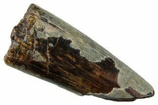Dinosaur-Eating Crocodile (Sarcosuchus) Tooth - Niger #282118