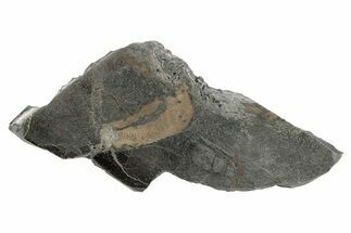 Pyritized, Polished Iguanodon Bone - Isle Of Wight #282148
