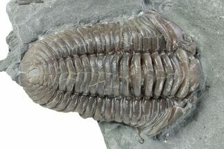 Prone Flexicalymene Trilobite - Indiana #282178