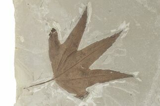 Fossil Sycamore (Macginitiea) Leaf - Utah #282371