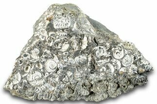 Ammonite (Promicroceras) Cluster - Marston Magna, England #282036