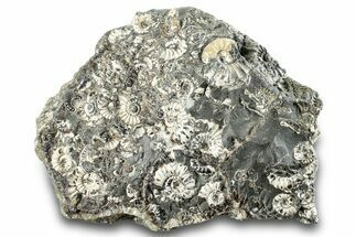 Ammonite (Promicroceras) Cluster - Marston Magna, England #282039