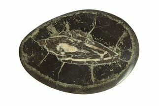 Polished Fish Coprolite (Fossil Poo) Nodule Half - Scotland #282262