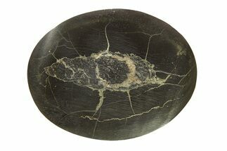 Polished Fish Coprolite (Fossil Poo) Nodule Half - Scotland #282264