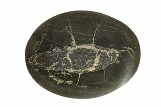 Polished Fish Coprolite (Fossil Poo) Nodule Half - Scotland #282266