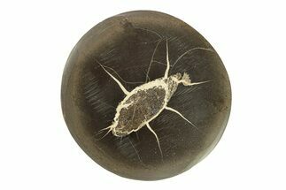 Polished Fish Coprolite (Fossil Poo) Nodule Slice - Scotland #282328