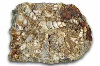 Fossil Freshwater Snails (Elimia) In Limestone - Wyoming #282182