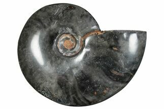 Polished Ammonite (Cleoniceras) Fossil - Unique Black Color! #282401