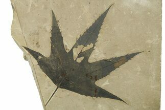 Fossil Sycamore (Macginitiea) Leaf - Utah #282537