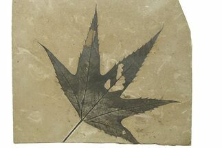 Fossil Sycamore (Macginitiea) Leaf - Utah #282538
