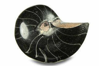 Polished Fossil Nautilus (Cymatoceras) - Unusual Black Color! #282446