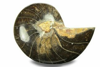 Polished Fossil Nautilus (Cymatoceras) - Unusual Black Color! #282451