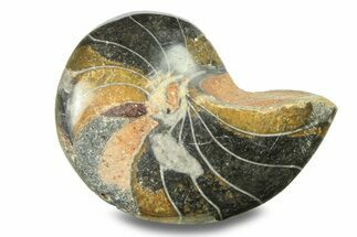 Polished Fossil Nautilus (Cymatoceras) - Unusual Black Color! #282455