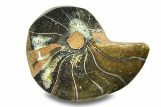 Polished Fossil Nautilus (Cymatoceras) - Madagascar #282457