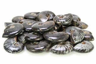 Black Polished Ammonite Fossils - / to / Size #282716