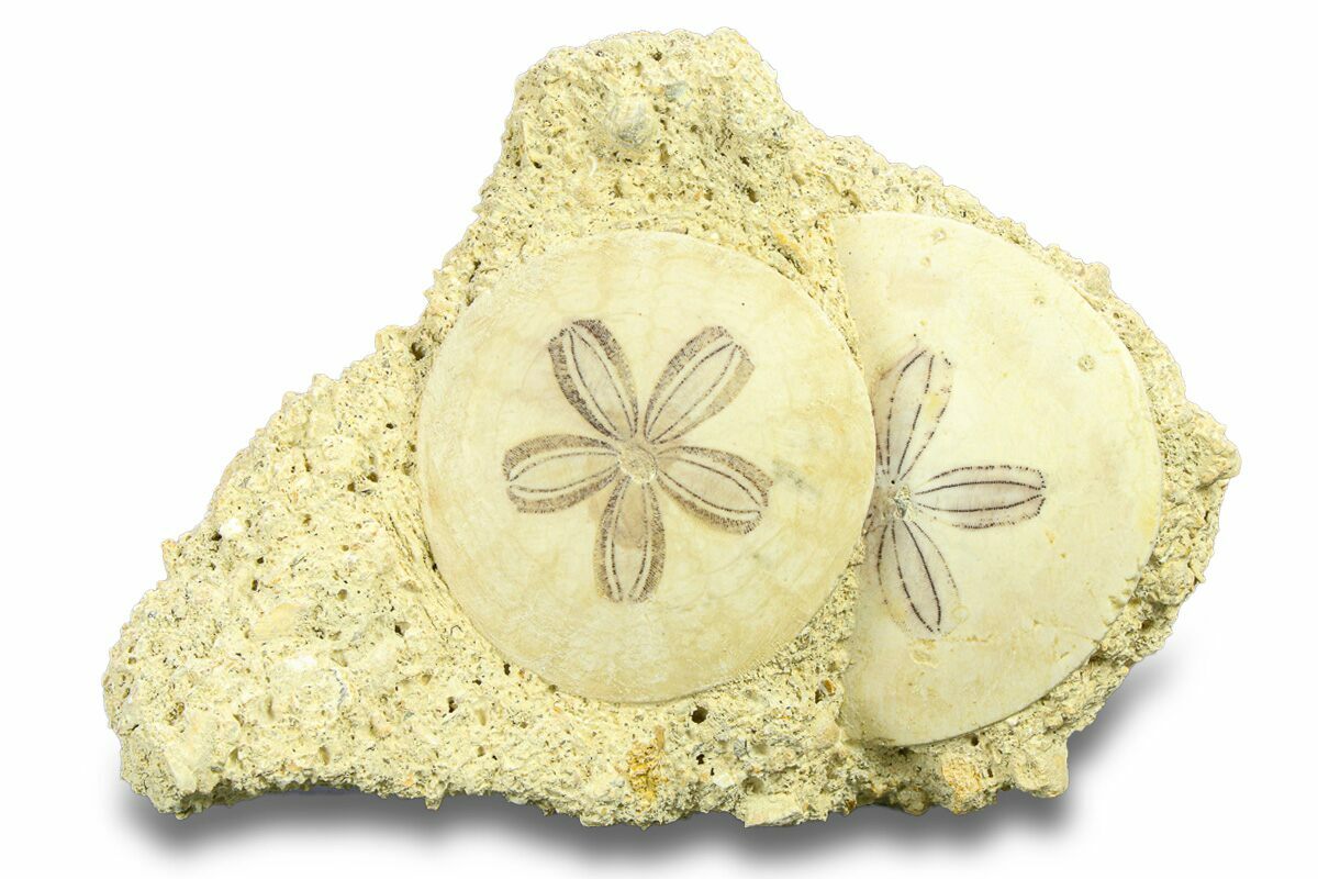 Two Fossil Sand Dollars - France (#282677) For Sale - FossilEra.com