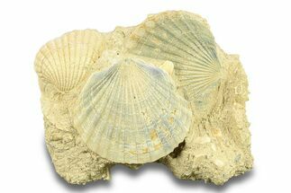 Fossil Pecten (Scallops) Cluster - Gironde, France #282688