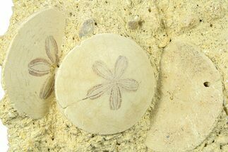 Three Fossil Sand Dollars - France #282674