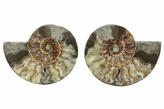 Cut & Polished, Crystal-Filled Ammonite Fossil - Madagascar #282646