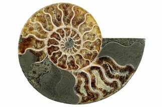 Cut & Polished Ammonite Fossil (Half) - Madagascar #282606