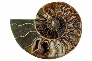 Cut & Polished Ammonite Fossil (Half) - Madagascar #282626
