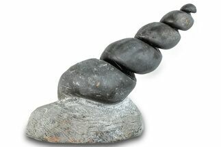 Devonian Fossil Gastropod Internal Mold - Issoumour, Morocco #282732