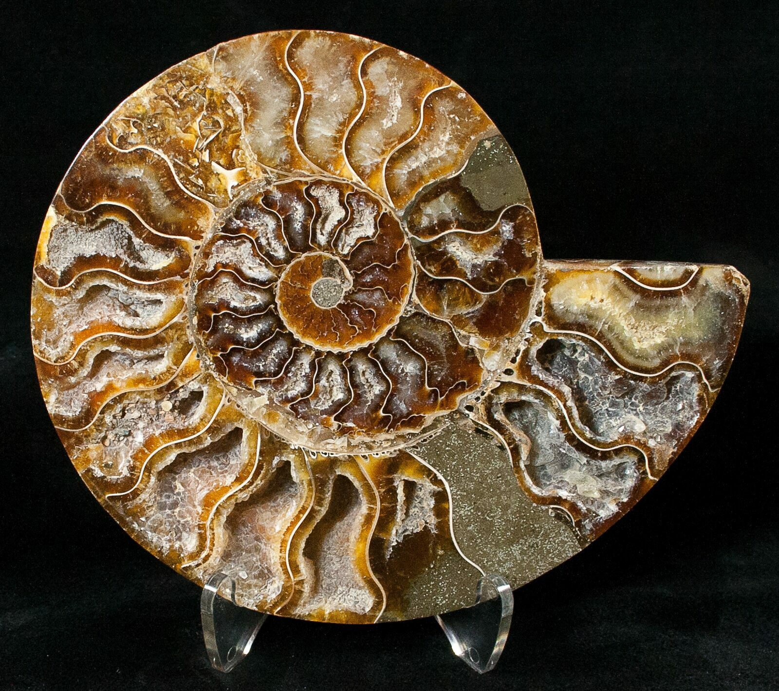 ammonite diet