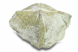 Pyrite-Replaced Brachiopod (Paraspirifer) Fossil - Ohio #282905