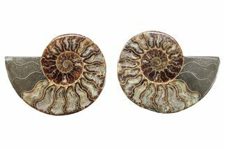 Cut & Polished, Crystal-Filled Ammonite Fossil - Madagascar #282653