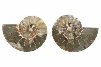 Cut & Polished, Crystal-Filled Ammonite Fossil - Madagascar #282655
