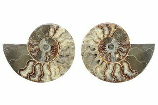 Cut & Polished, Crystal-Filled Ammonite Fossil - Madagascar #282665