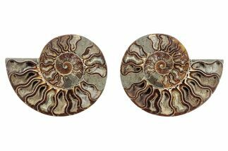 Cut & Polished, Crystal-Filled Ammonite Fossil - Madagascar #282672