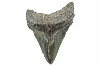Serrated, Juvenile Megalodon Tooth - South Carolina #275852