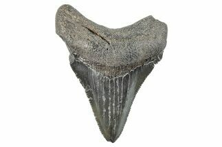 Serrated, Juvenile Megalodon Tooth - South Carolina #275853