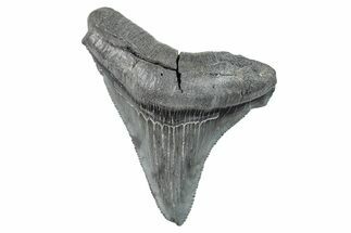 Serrated, Juvenile Megalodon Tooth - South Carolina #275854
