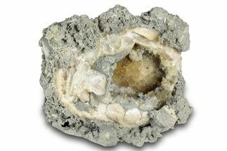 Fossil Clam (Mercenaria) - Rucks Pit, FL #280497