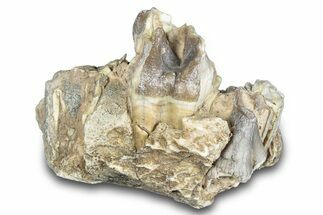 Fossil Running Rhino (Hyracodon) Jaw Section - South Dakota #281708