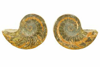 Jurassic Cut & Polished Nautilus (Cymatoceras) Fossil -Madagascar #282722