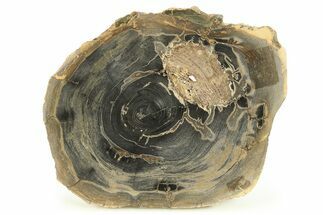 Polished Petrified Wood Round - Sweet Home, Oregon #282937
