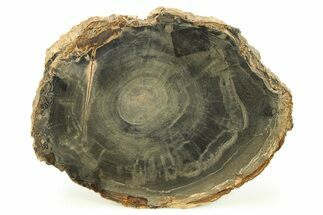 Polished Petrified Wood Round - Sweet Home, Oregon #282938