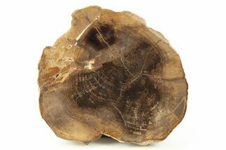 Polished Petrified Wood Round - Sweet Home, Oregon #282945