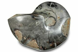 Polished Fossil Nautilus (Cymatoceras) - Unusual Black Color! #282428