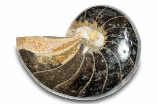 Polished Fossil Nautilus (Cymatoceras) - Unusual Black Color! #282440