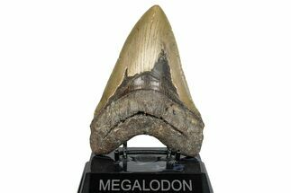 Serrated, Fossil Megalodon Tooth - Huge NC Meg #275541